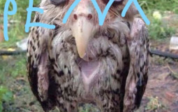 awkwardness tier list